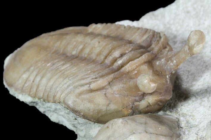 Stalk-Eyed Asaphus Kowalewskii Trilobite With Cystoid #89072